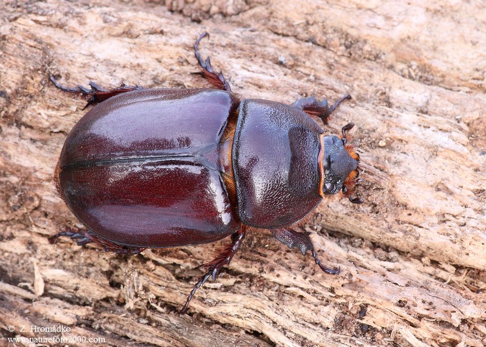 nosorožík kapucínek, Oryctes nasicornis ondrejanus, Scarabaeoidea, Oryctini (Brouci, Coleoptera)